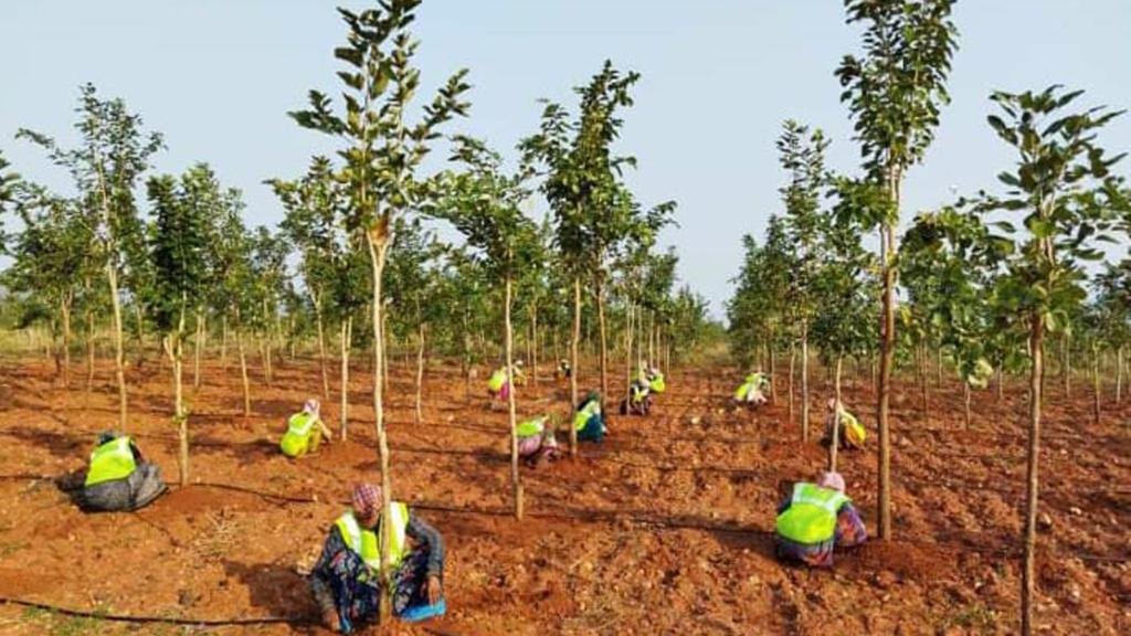 RED SANDIL PROJECT IN SAI PROPERTIES & PROJECTS